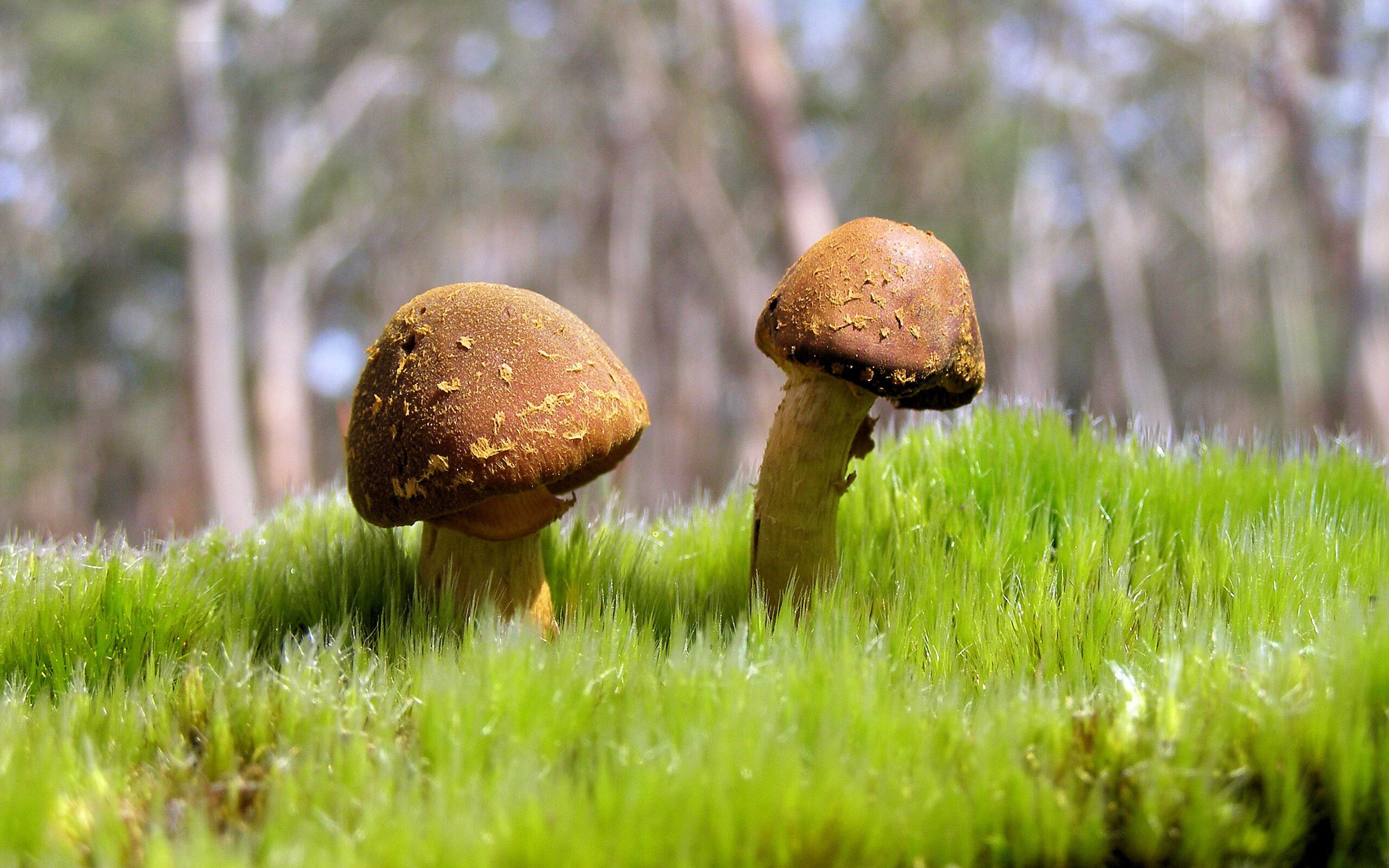 “智慧足球场地:AI裁判与实时数据分析应用推广”,智慧足球公园