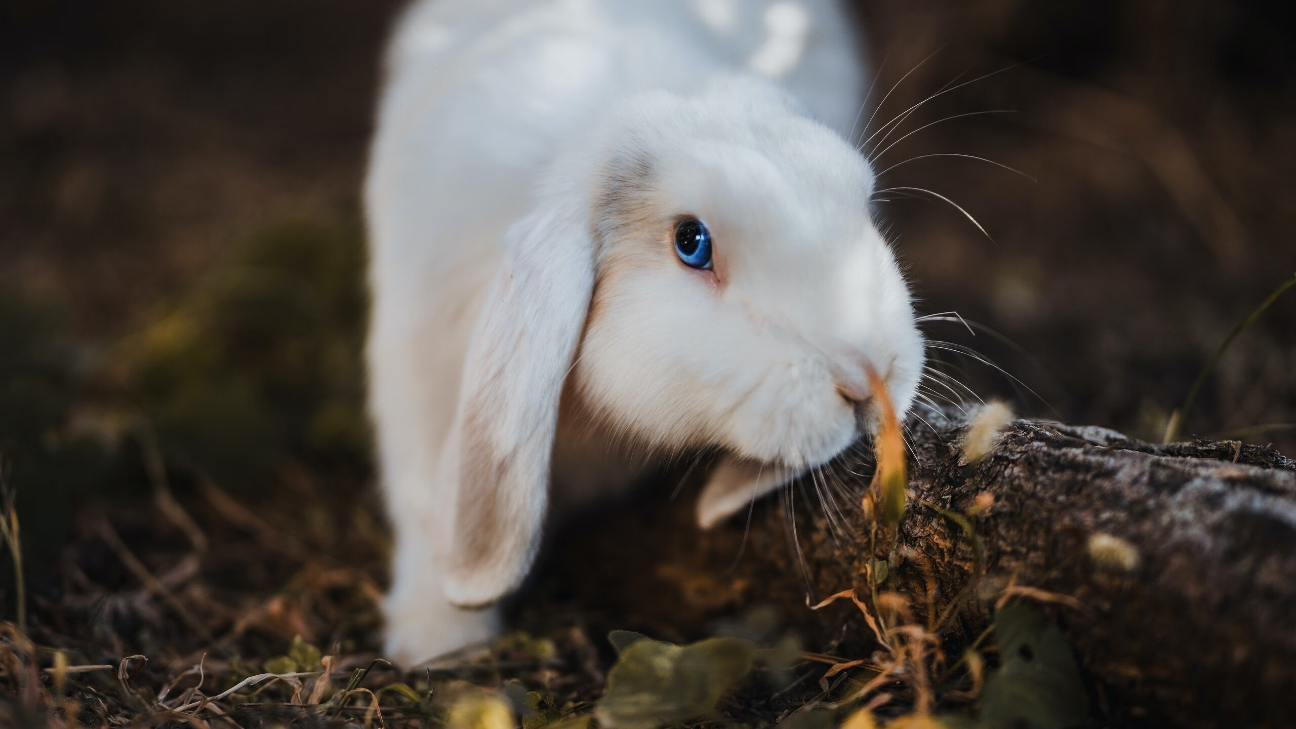 KAIYUNAPP-《Dota 2年度国际盛事，冠军悬念逐渐揭晓》，dota2 年度top10