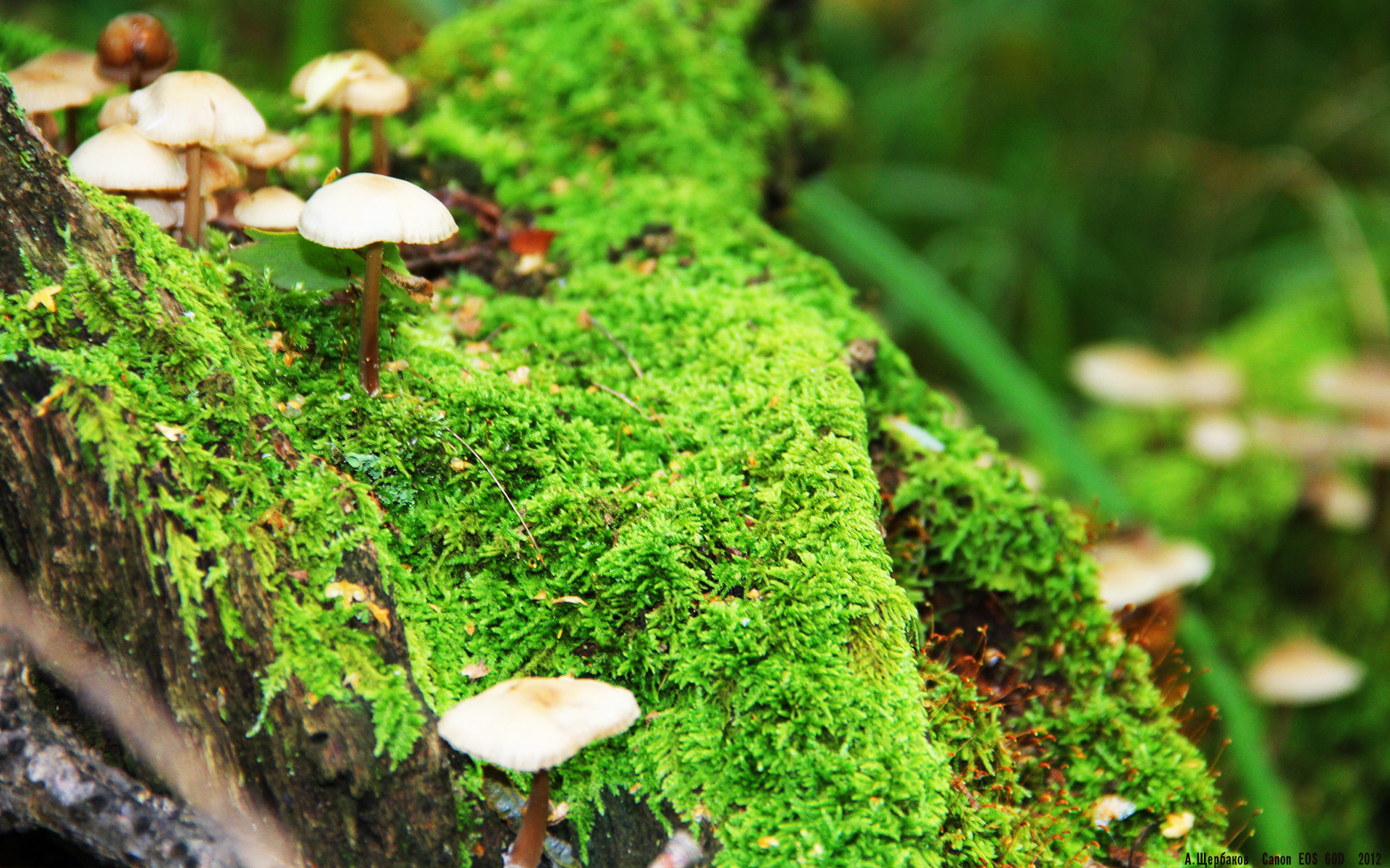 【绝杀瞬间】最后一球定义胜负,现场激动沸腾,最后一球是真实事件吗