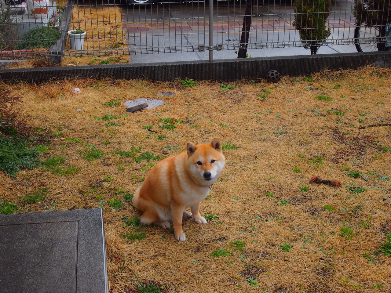 传统民族舞蹈运动会,文化舞台上的青春律动,运动会民族舞解说词