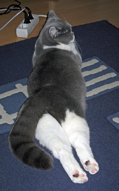 开云官方网页登录-全国青少年“篮球文化体验周”在杭州盛大开启，推广体育文化，2020年全国青少年篮球特色学校