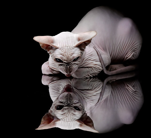 动感单车赛:骑行者的速度与激情,动感单车精彩视频