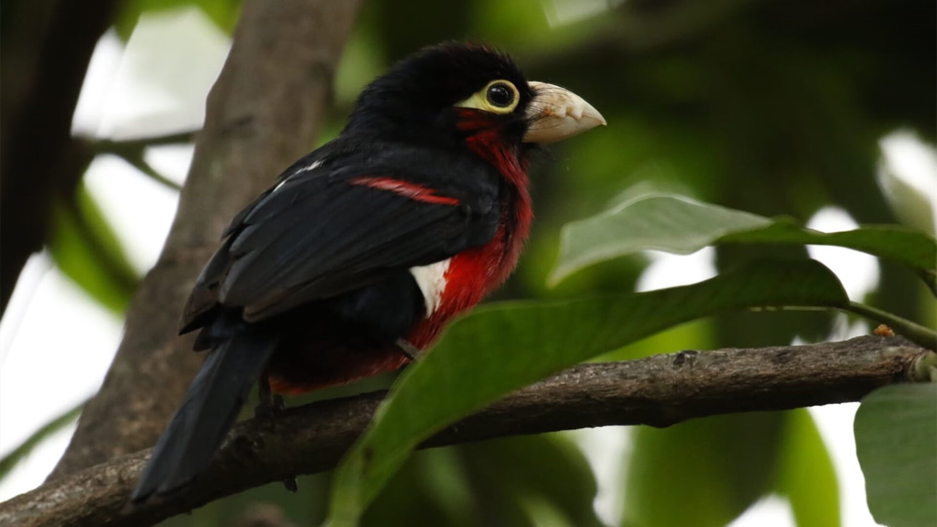 小组赛“黑马”球队的奇迹故事,nba黑马球队