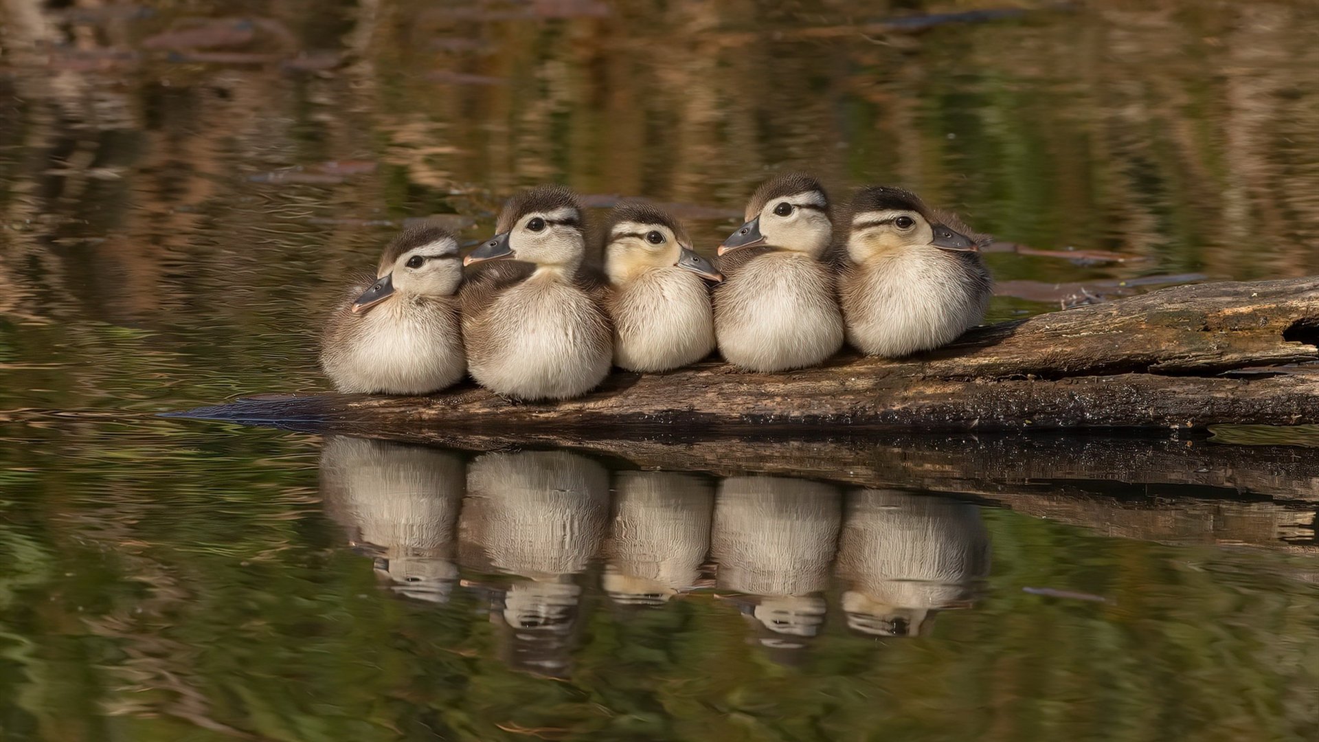 布鲁诺·卡博克洛在巴黎奥运会小组赛中成为巴西队进攻核心,布鲁卡洛斯