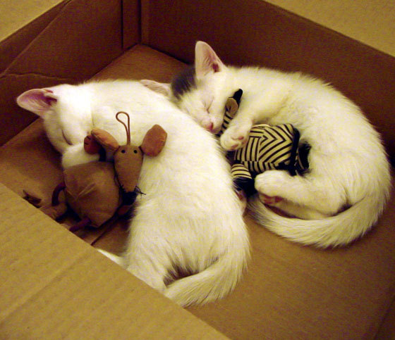 FaZe Clan评估LOL战队商业可行性,lol战队fw