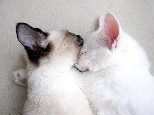 开云·Kaiyun网页版-中超金靴之争白热化，武磊与费莱尼难分伯仲，武磊助攻费雷拉