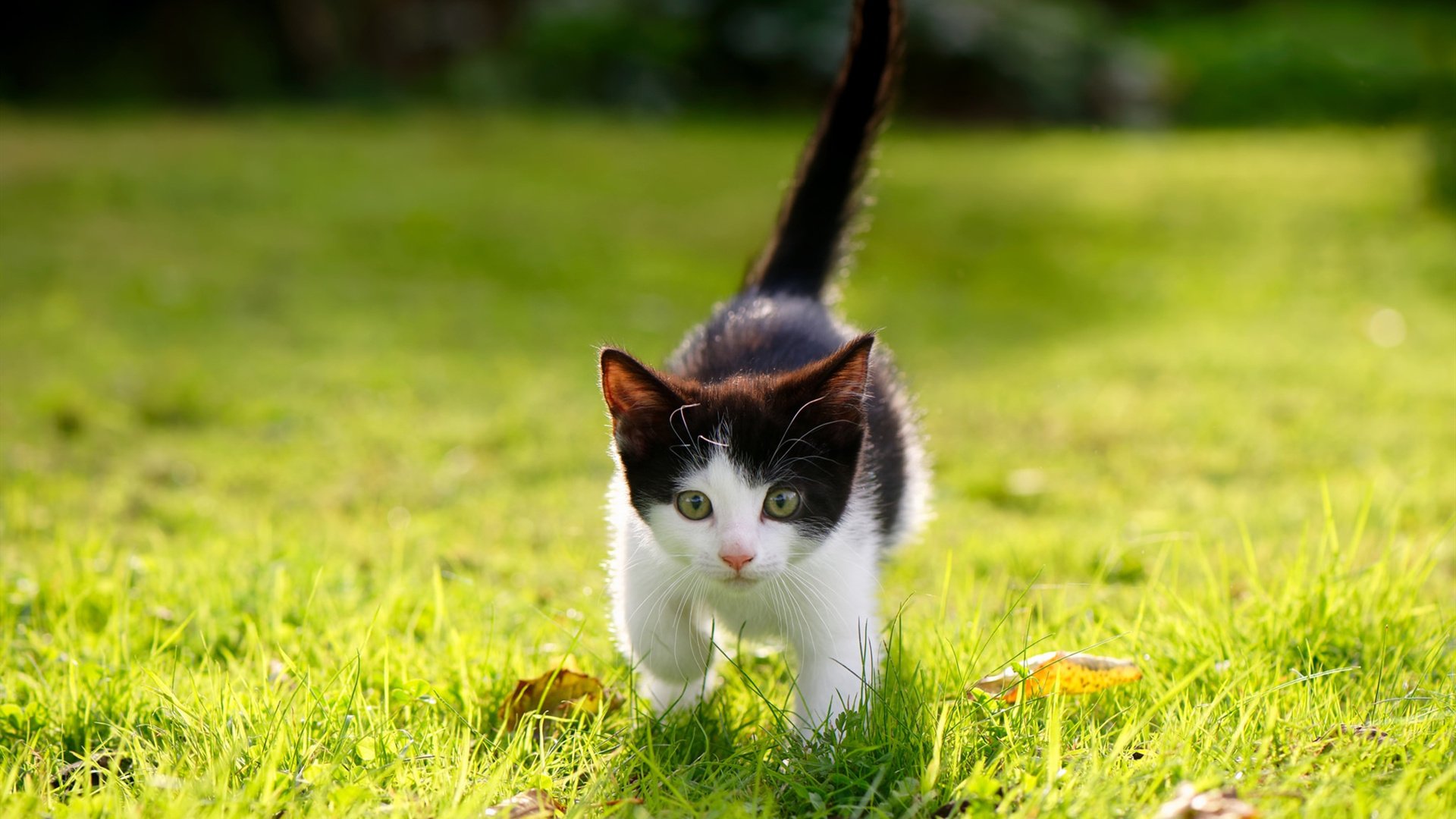 中超联赛北京国安宣布签约新外援,2021中超北京国安主场在哪