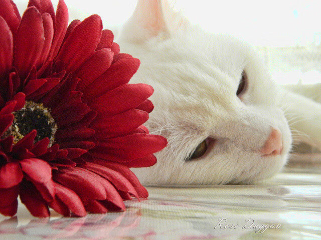 最新足球比赛热议焦点,最新足球比赛集锦