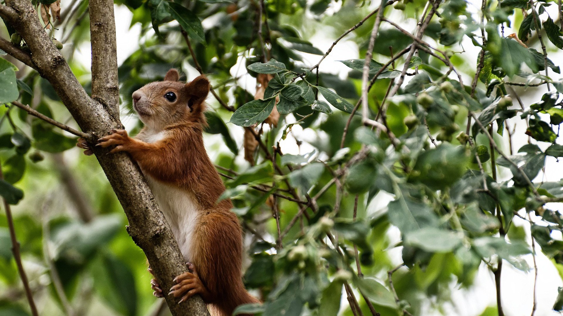 瑞典战队 GODSENT 计划在北美市场拓展影响力,瑞典队的比赛