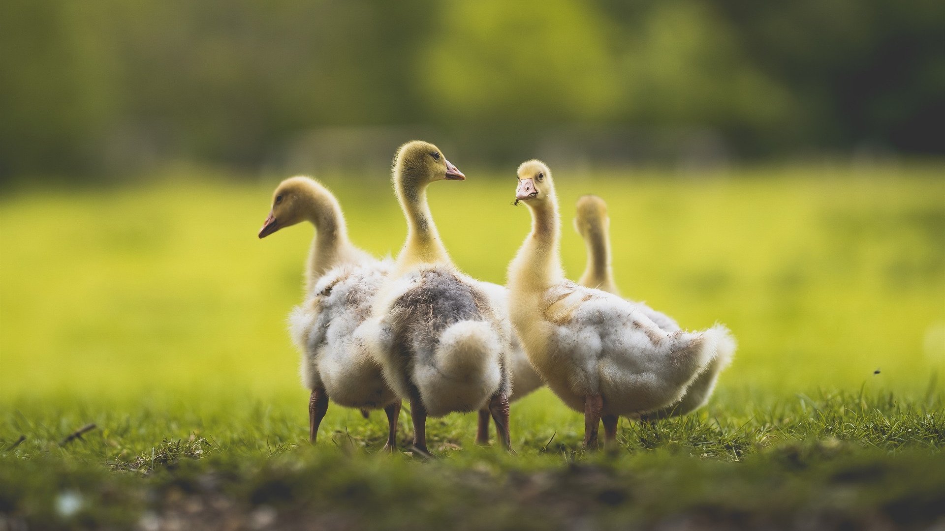 kaiyun体育app-英格兰队在欧洲杯期间的战术调整取得显著成效，英格兰队史首次赢下欧洲杯首场比赛