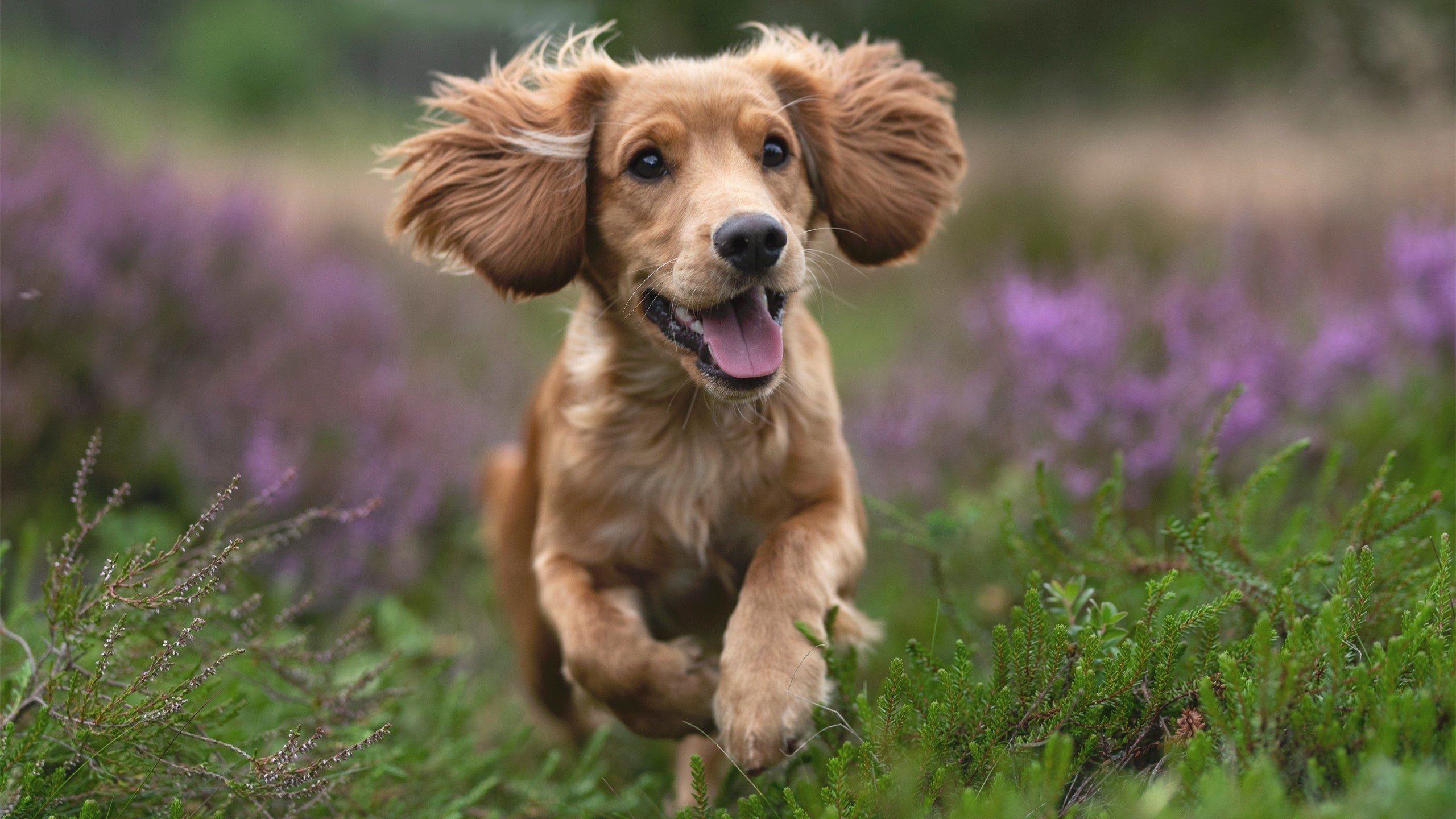 中国足球比赛节奏对比分析,中国足球比赛进程