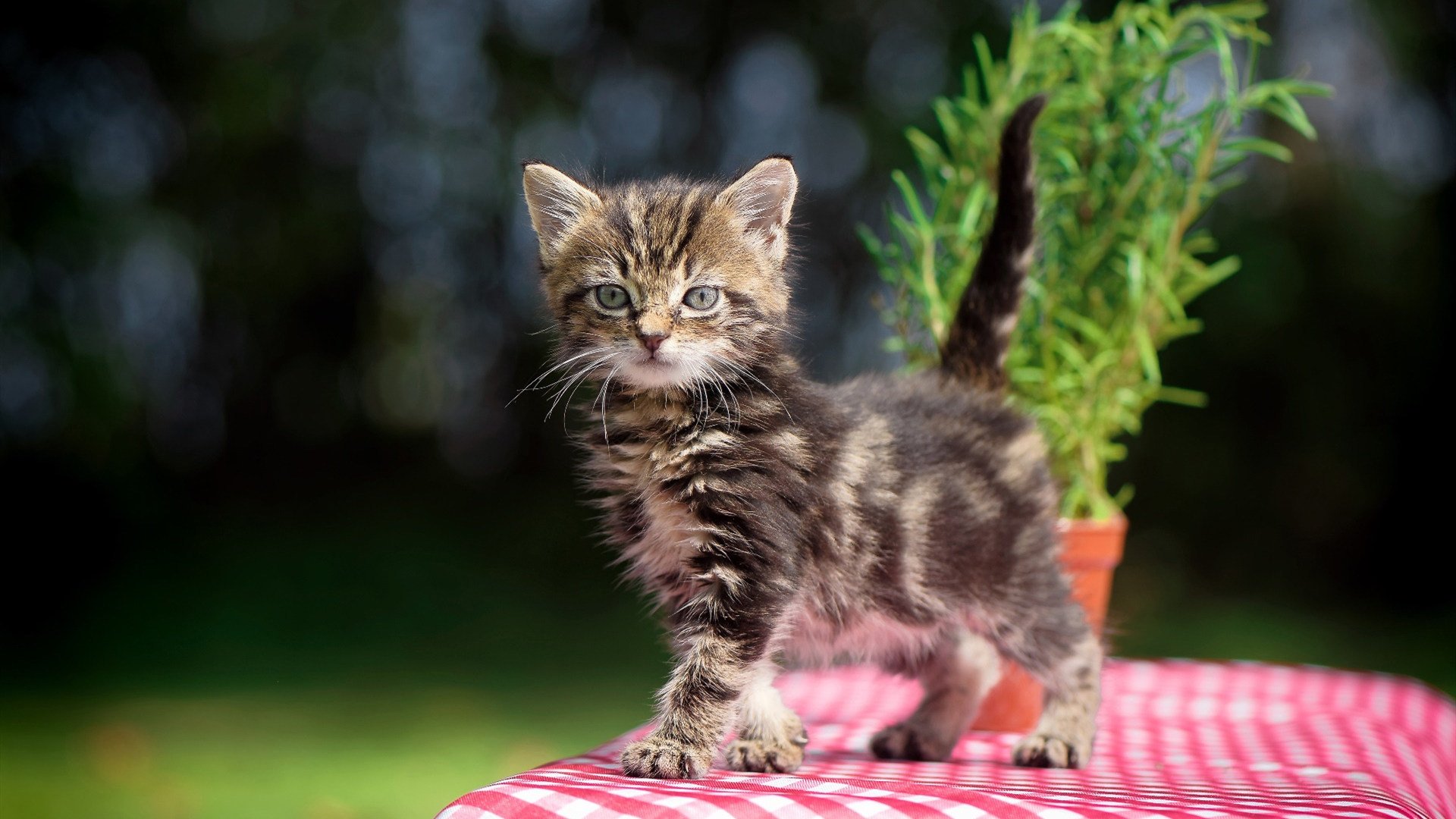 英超VAR技术提升裁判判罚准确率的多维度评估,英超var规则