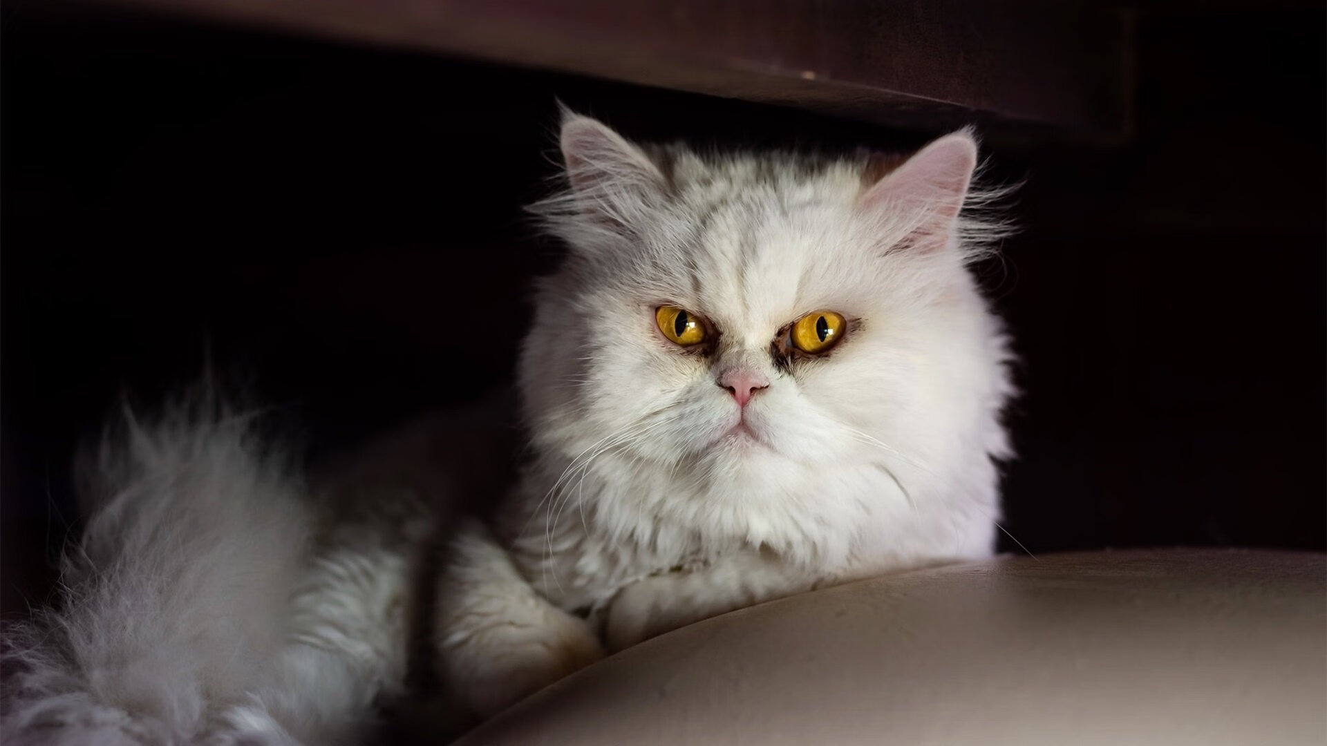 kaiyun官方网站-加拿大乒乓队的未来：如何提升教练团队与球员的互动与协作，现任加拿大乒乓球教练