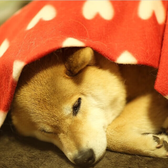 字母哥统治力雄鹿稳坐东部第一,字母哥在雄鹿几年了