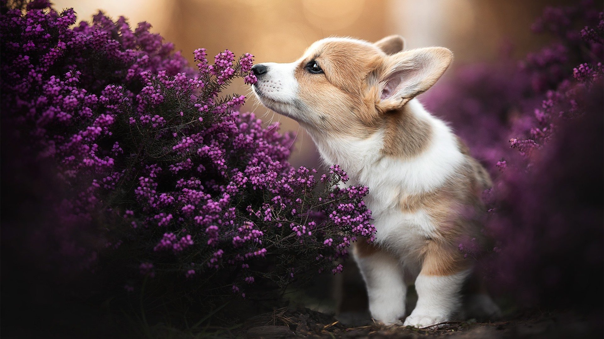 田径训练系统化改革优化周期计划,田径运动训练计划制定
