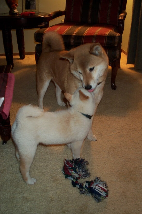 开云官网APP下载-维拉传中质量提高增加射门机会，维拉怎么输出