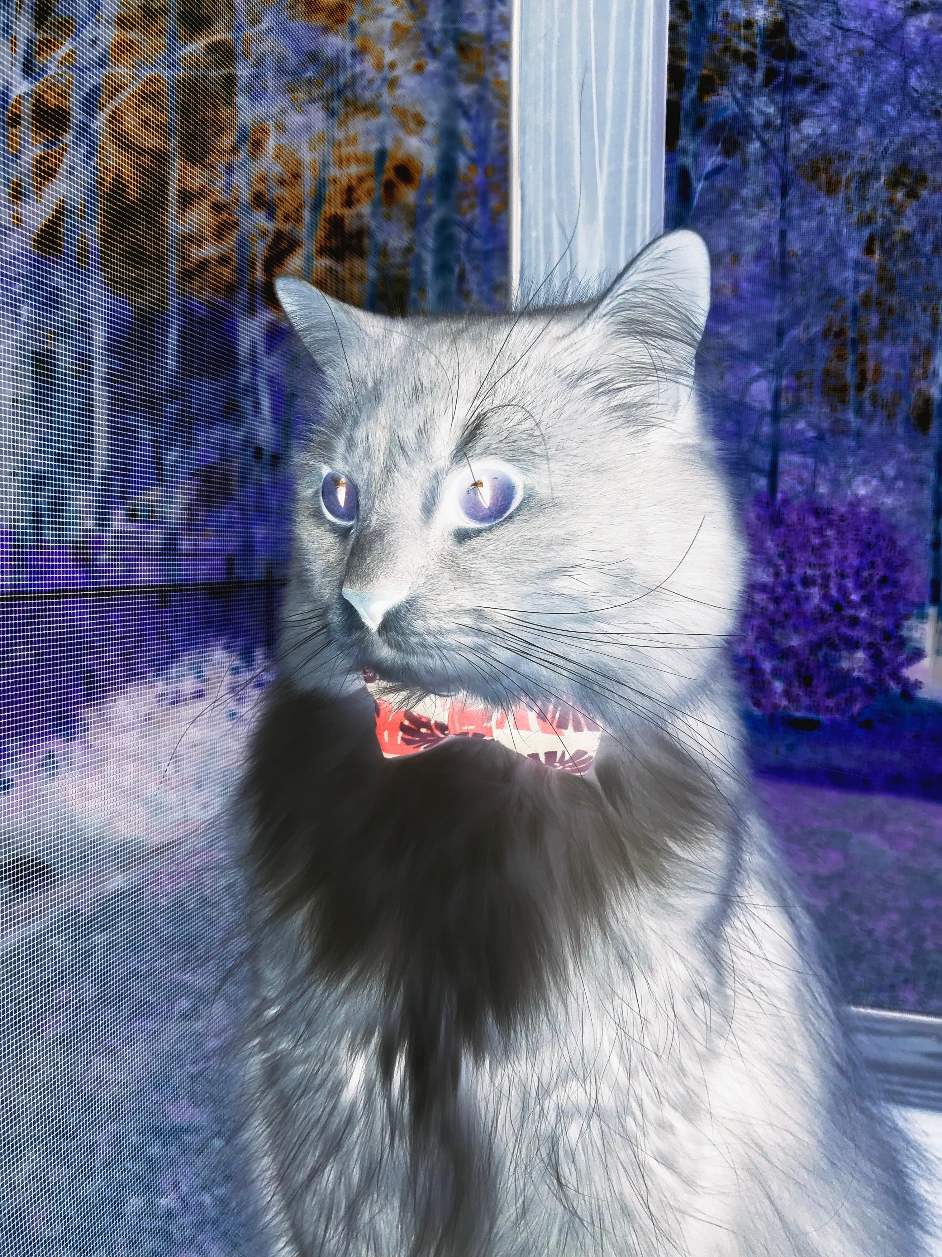 青少年马术公开赛强调马匹人文关怀教育,青少年马术障碍赛