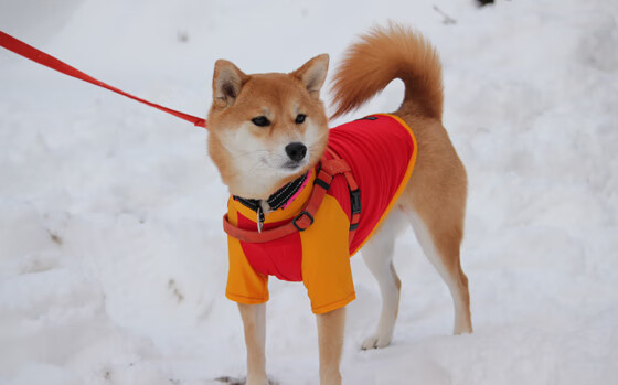 体育新闻中心发布国家高水平训练队遴选方案,教育部与体育总局关于高水平运动队招生的新规