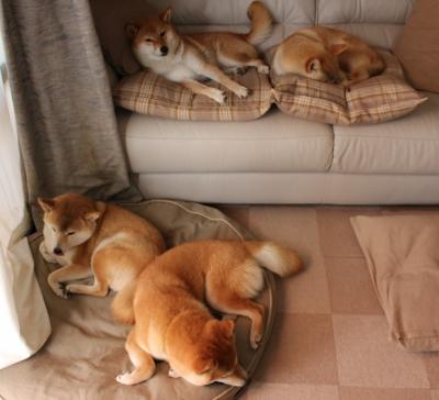 塞尔维亚女篮在国际赛场中奋勇拼搏,夺取佳绩