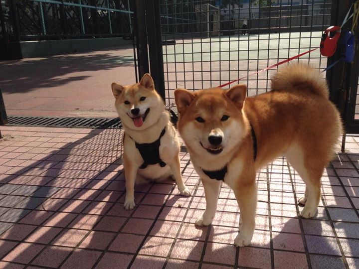 水球焦点战希腊稳守反击奏效,水球射门