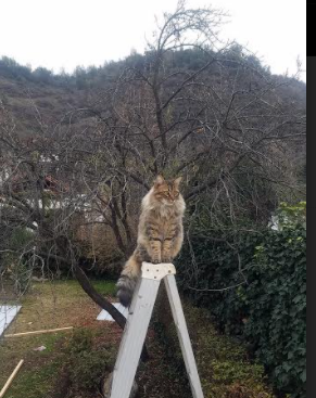 火箭二年级球员成长迅速已成主力,二年级画火箭怎么画手抄报