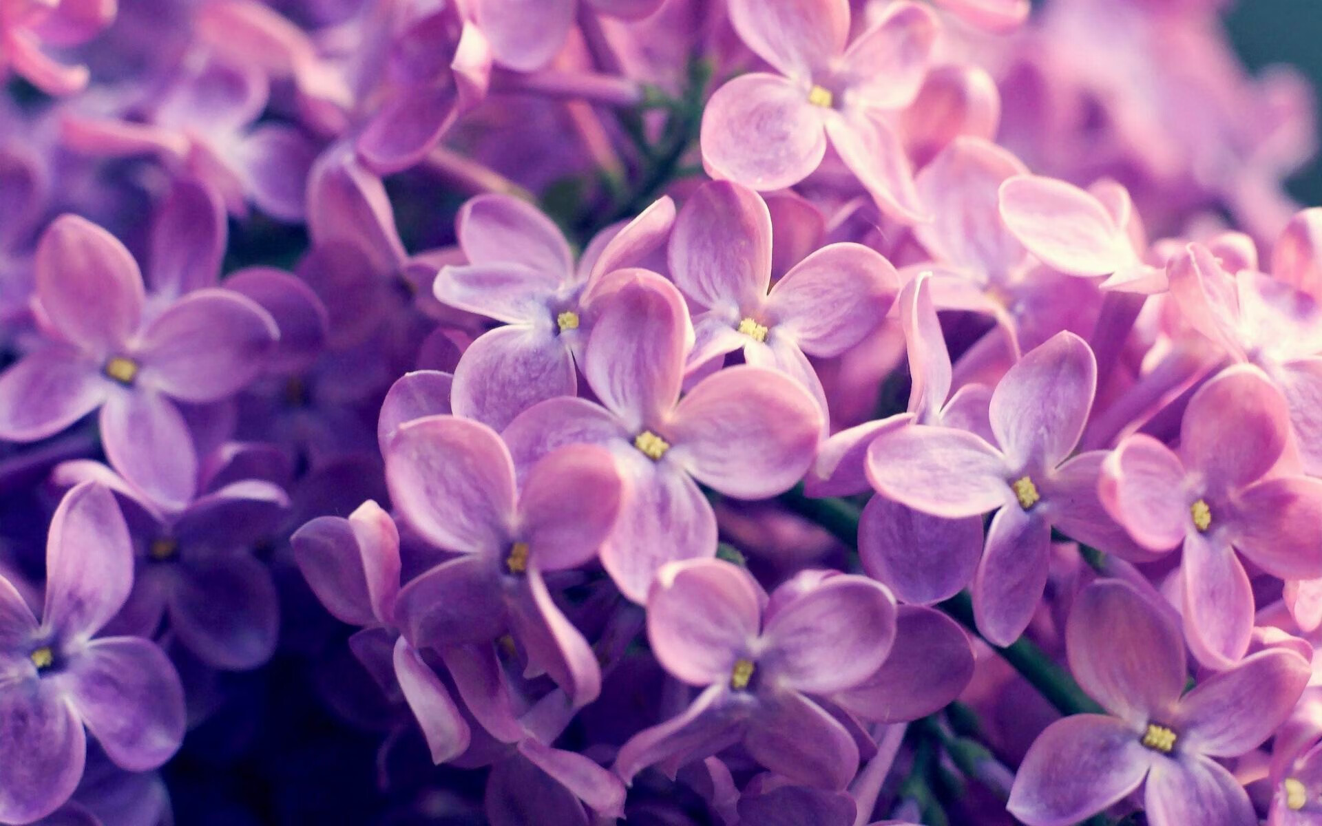 湖人内线组合赛场配合渐入佳境，湖人 内线