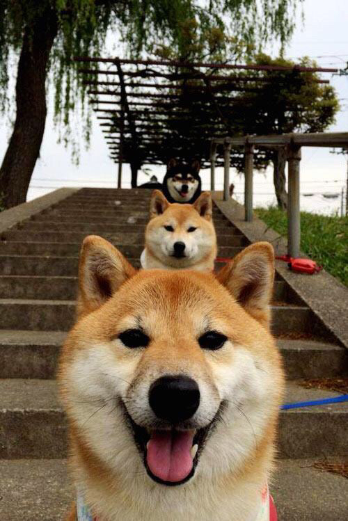 范奥特尔戴克赛后:已拼尽全力,范戴克集锦